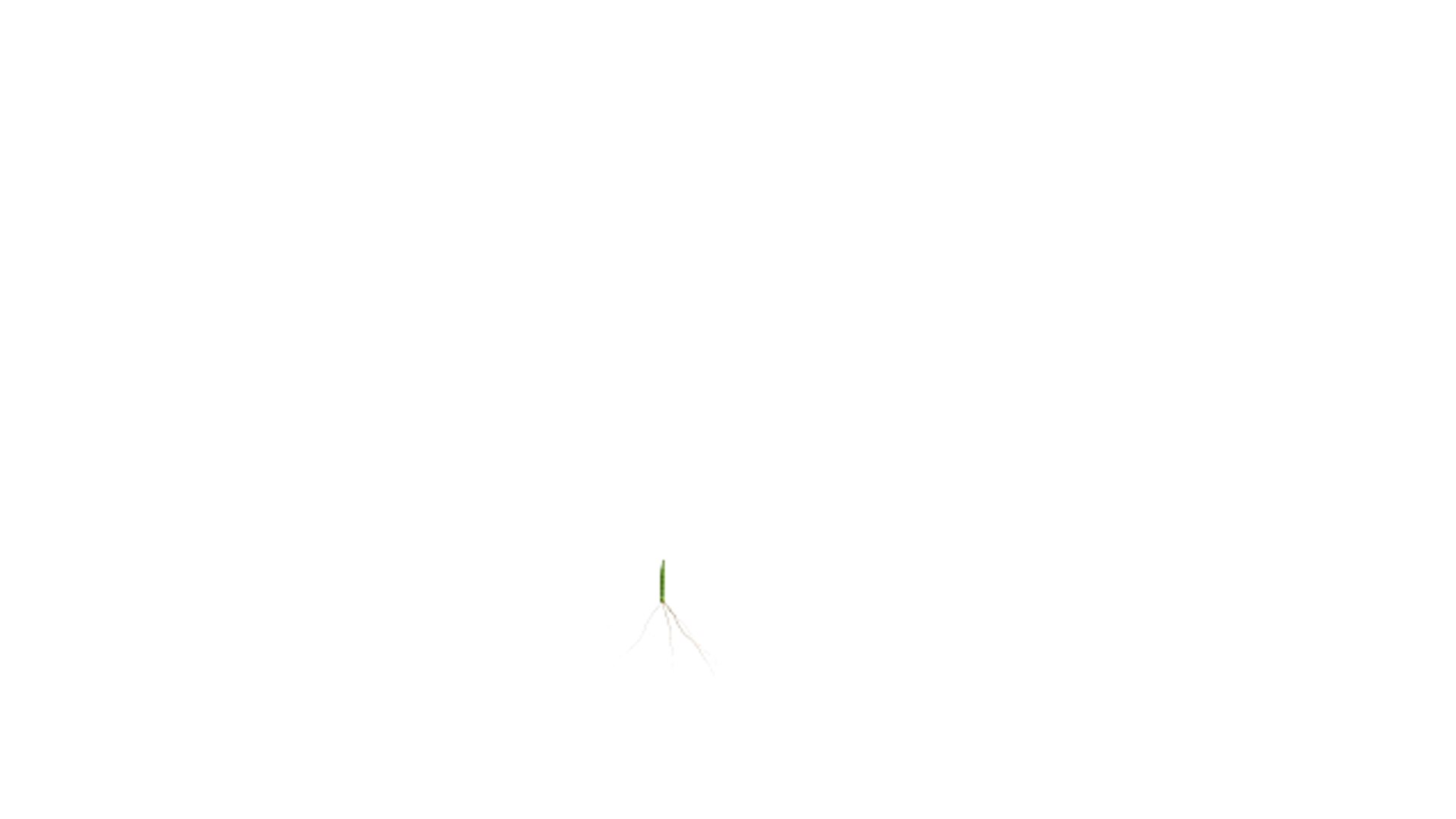 3D Rice Growth Animation Model - TurboSquid 2289860