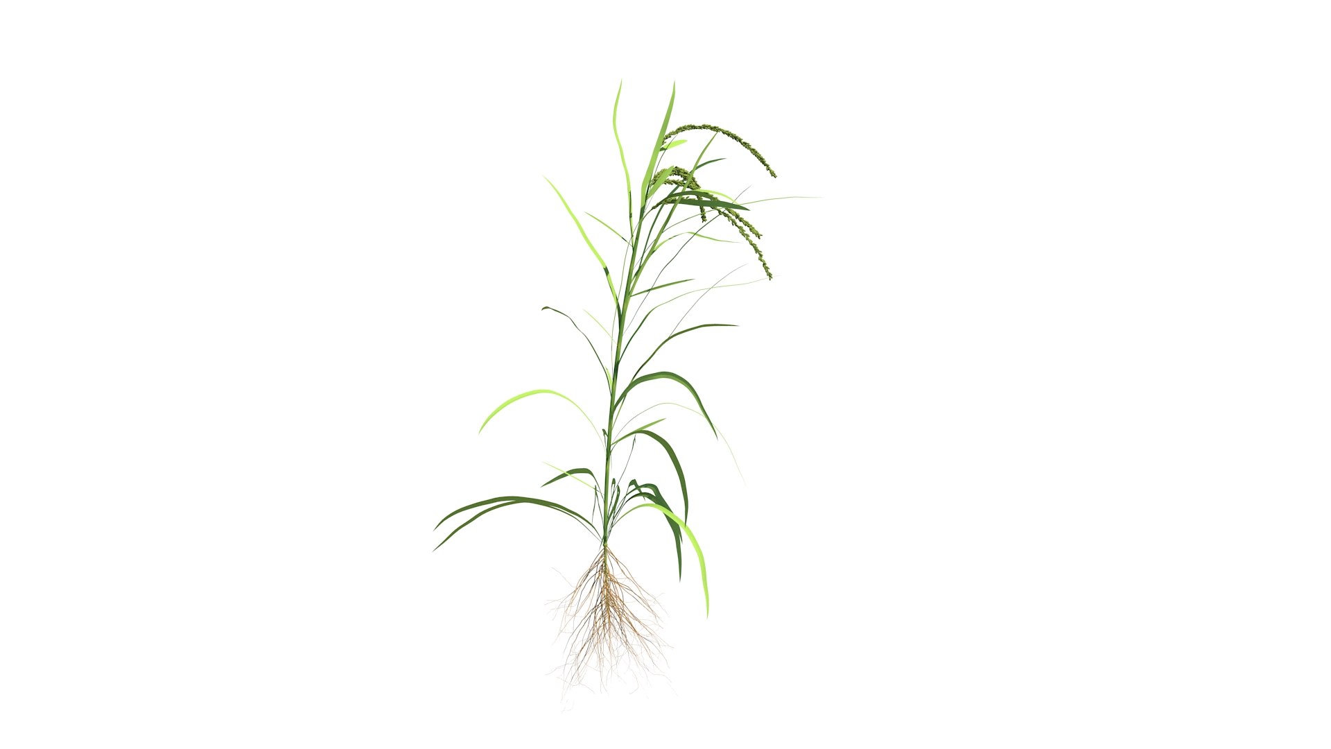 3D Rice Growth Animation Model - TurboSquid 2289860