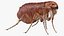Flea Insect Rigged for Maya