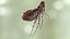 Flea Insect Rigged for Maya