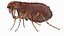 Flea Insect Rigged for Maya