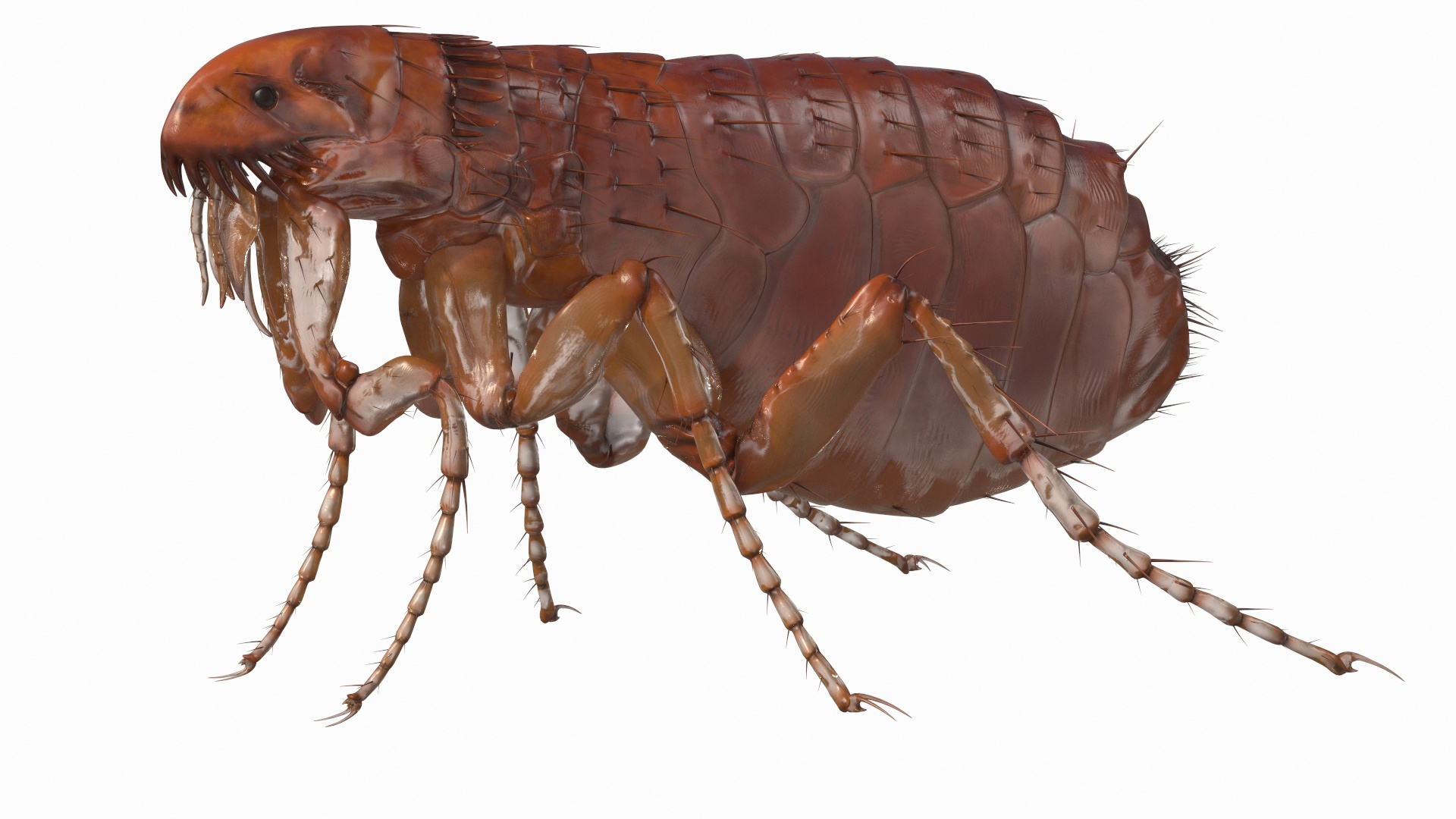 3D flea insect rigged https://p.turbosquid.com/ts-thumb/4S/utUEew/HnrrmXhw/flea_insect_rigged_360/jpg/1593695256/1920x1080/turn_fit_q99/77bda9242221c77d622d34f13de95df7cfaeb7c5/flea_insect_rigged_360-1.jpg