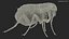 Flea Insect Rigged for Maya