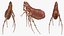 Flea Insect Rigged for Maya