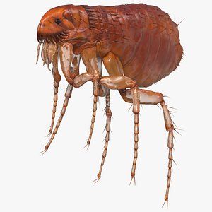 3D flea insect rigged