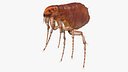 Flea Insect Rigged for Maya
