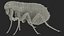 Flea Insect Rigged for Maya