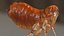 Flea Insect Rigged for Maya