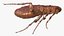 Flea Insect Rigged for Maya