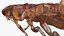 Flea Insect Rigged for Maya