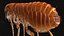 Flea Insect Rigged for Maya