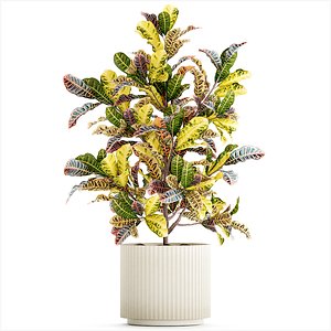 3D Small indoor tree white modern pot Croton tree 1446 model