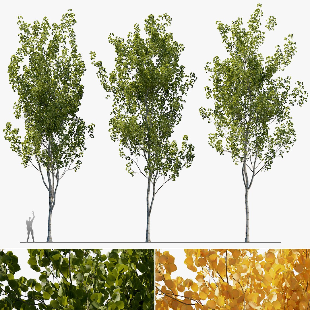 Aspen Trees 3 Models And 2 Materials 3D Model - TurboSquid 1952028