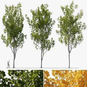 Aspen trees 3 Models and 2 Materials