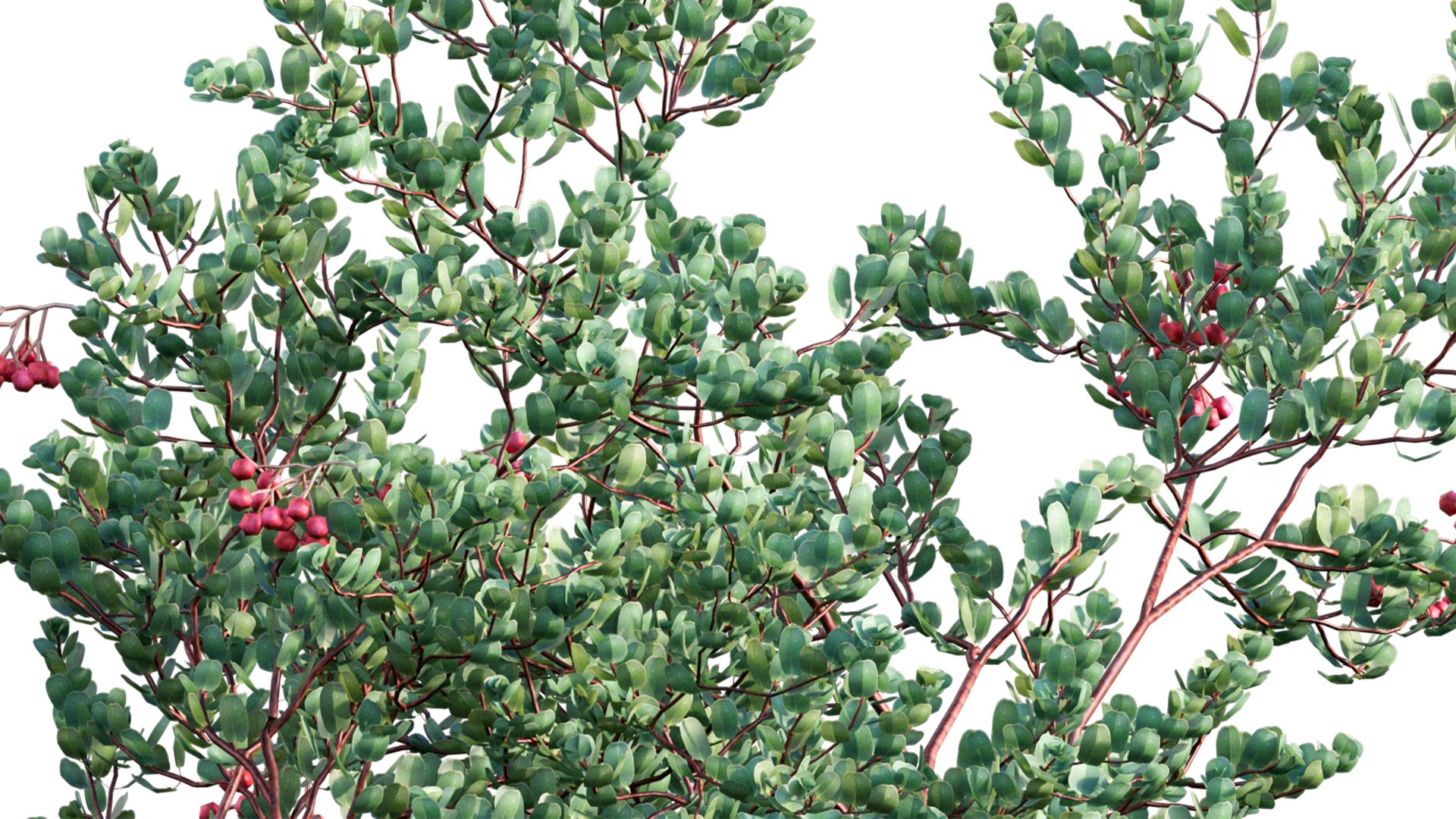 3D model Arctostaphylos glauca - Big Berry Manzanita 03 https://p.turbosquid.com/ts-thumb/4T/7baJAd/YX/3dtree_arctostaphylosglauca_03_08/jpg/1655970552/1920x1080/fit_q87/802b15196526b94b7a983dabdc867d139219b94d/3dtree_arctostaphylosglauca_03_08.jpg