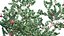 Arctostaphylos glauca - Big Berry Manzanita 031