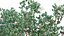 Arctostaphylos glauca - Big Berry Manzanita 031