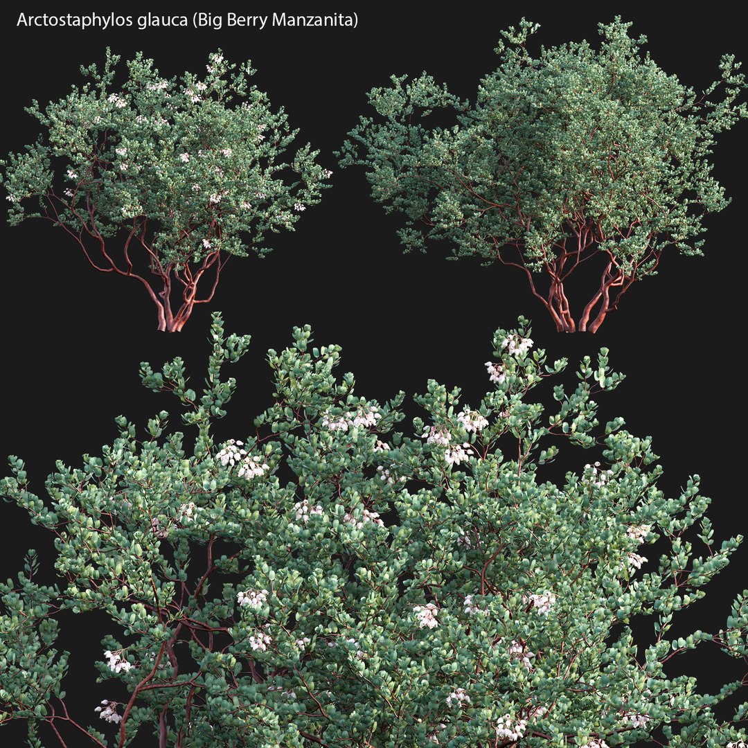 3D model Arctostaphylos glauca - Big Berry Manzanita 03 https://p.turbosquid.com/ts-thumb/4T/7baJAd/zM/3dtree_arctostaphylosglauca_03_00/jpg/1655970560/1920x1080/fit_q87/cdd16dc6003e41c8611c153cf0a6e6652208ec0e/3dtree_arctostaphylosglauca_03_00.jpg