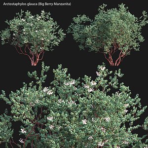 Arctostaphylos glauca - Big Berry Manzanita 031