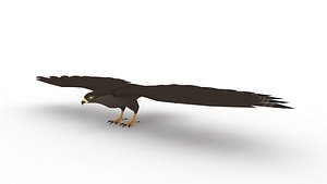 Hawk