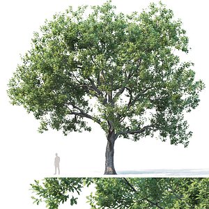 oak trees 3D model