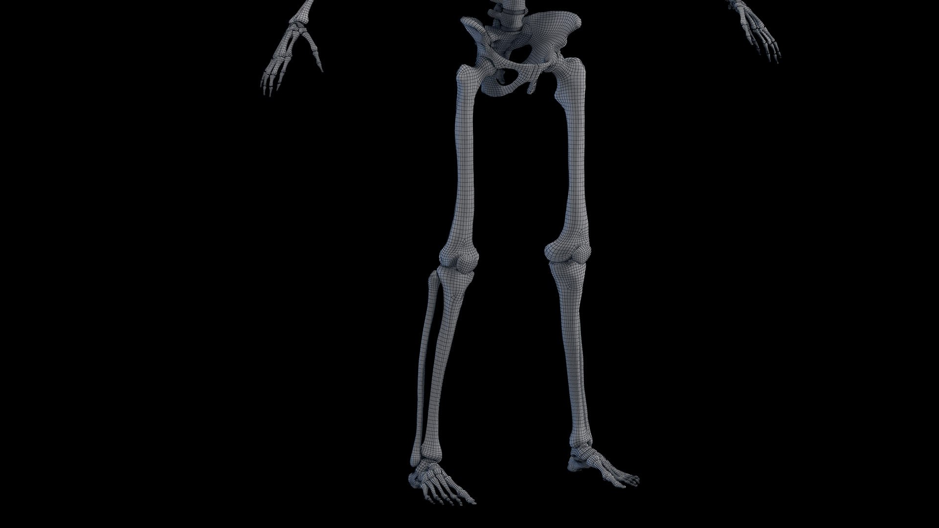 Human Male Body Skeleton and Organs Static 3D https://p.turbosquid.com/ts-thumb/4T/H8VRUv/1v/male_skeleton_wire0008/jpg/1680852489/1920x1080/fit_q87/987c51144e50204785c596e98bd742c72c85b85d/male_skeleton_wire0008.jpg