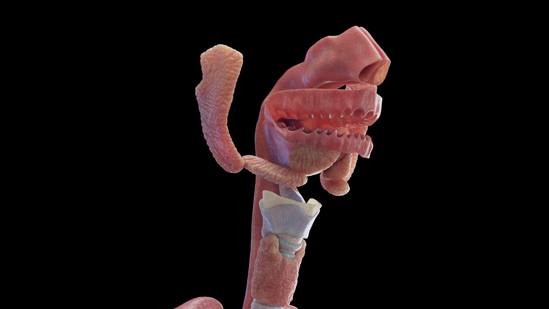 Human Male Body Skeleton and Organs Static 3D https://p.turbosquid.com/ts-thumb/4T/H8VRUv/3o/male_organs0000/jpg/1680852429/1920x1080/fit_q87/19fea16125477c352837999f02cead28a106d762/male_organs0000.jpg