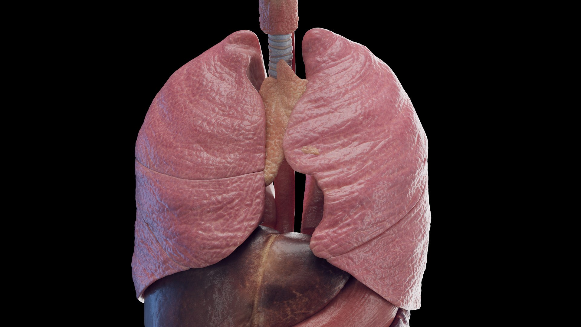 Human Male Body Skeleton and Organs Static 3D https://p.turbosquid.com/ts-thumb/4T/H8VRUv/I0/male_organs0003/jpg/1680852425/1920x1080/fit_q87/bdcd0fb1cdd77b76eda43308fb30549136e78dd6/male_organs0003.jpg