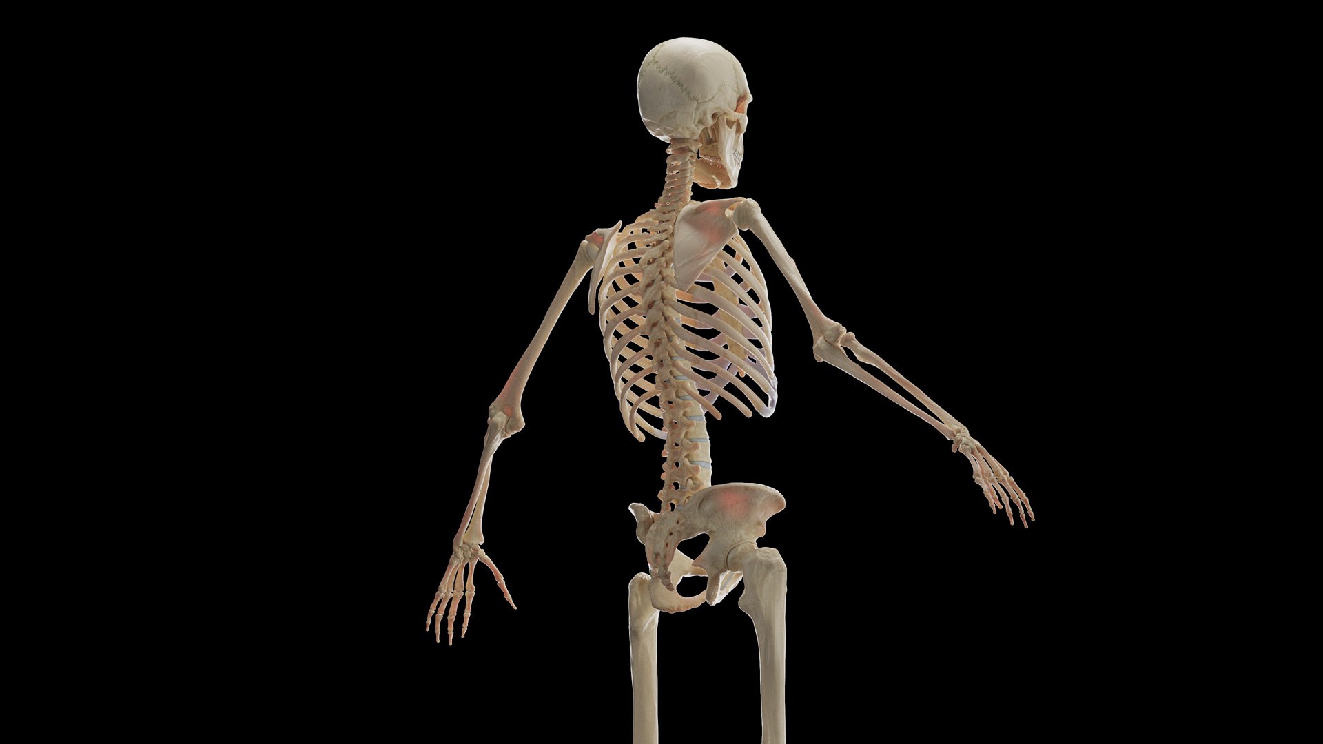 Human Male Body Skeleton and Organs Static 3D https://p.turbosquid.com/ts-thumb/4T/H8VRUv/OO/male_skeleton0005/jpg/1680852211/1920x1080/fit_q87/9c5ed356c0e96d5d58972a1aeb6dfcb33582b706/male_skeleton0005.jpg