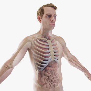 Human Male Body Skeleton and Organs Static 3D