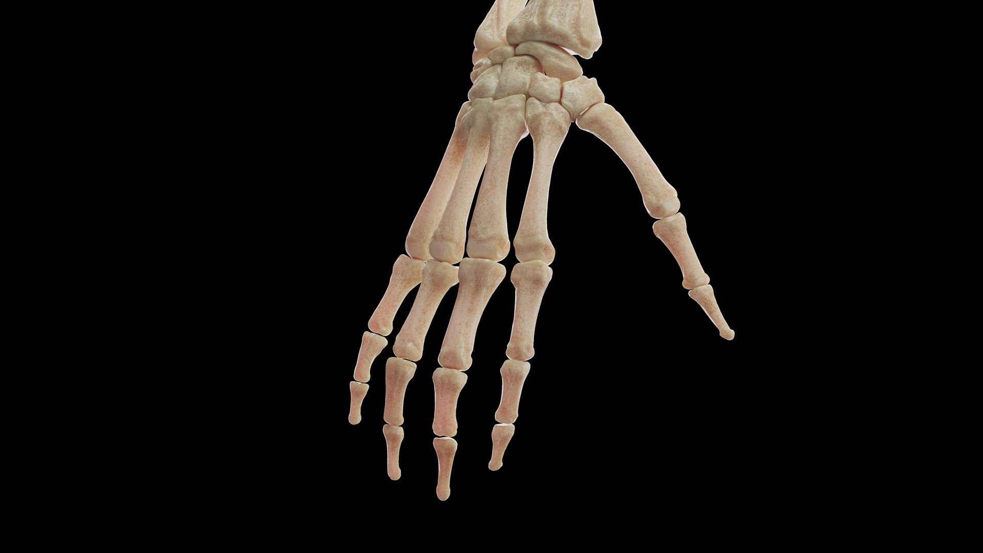 Human Male Body Skeleton and Organs Static 3D https://p.turbosquid.com/ts-thumb/4T/H8VRUv/UK/male_skeleton0008/jpg/1680852213/1920x1080/fit_q87/195b407a7ff1c4045d0cd7de4e58b0faea2bd522/male_skeleton0008.jpg