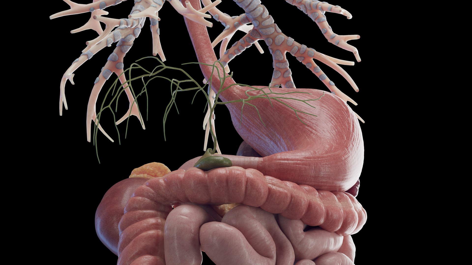Human Male Body Skeleton and Organs Static 3D https://p.turbosquid.com/ts-thumb/4T/H8VRUv/Vv/male_organs_b0005/jpg/1680852406/1920x1080/fit_q87/bb1511e96c2ca27f07895ed82b5605dd7fada5cc/male_organs_b0005.jpg