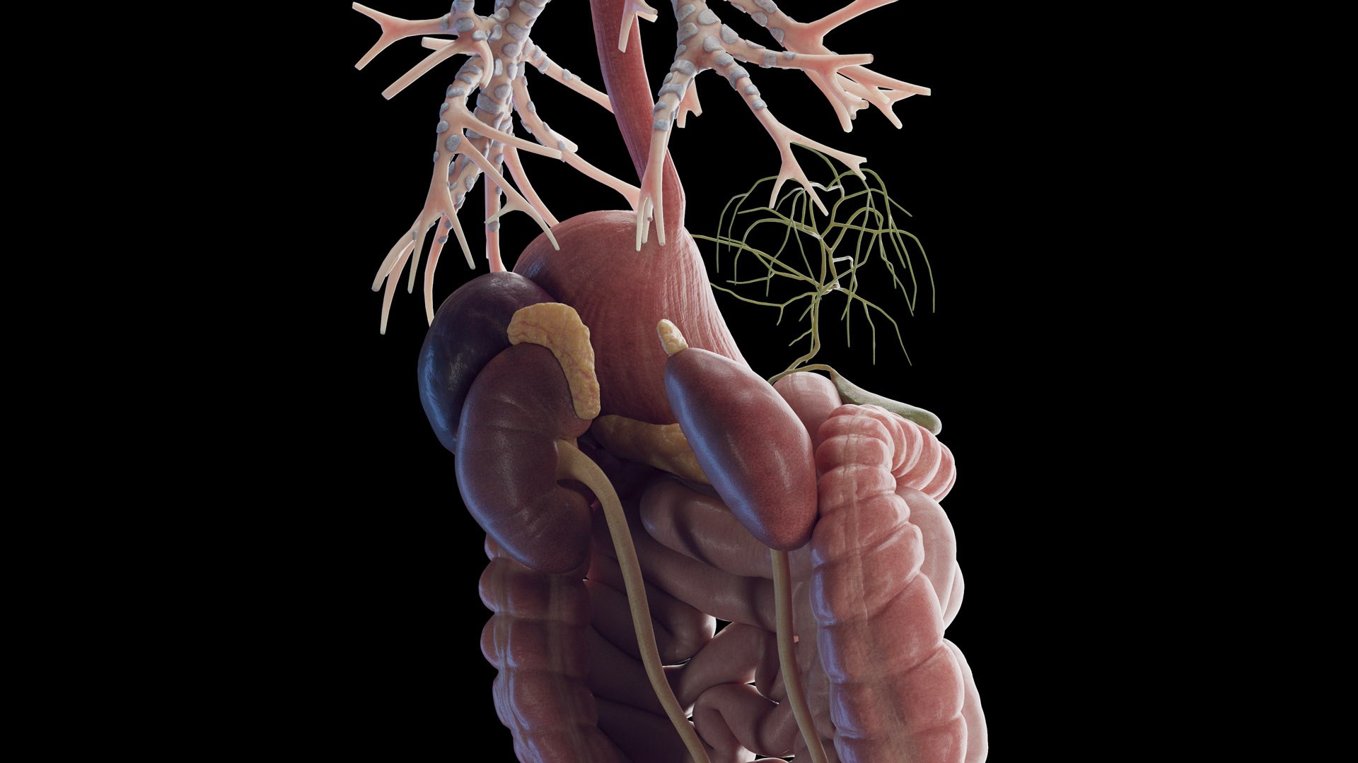 Human Male Body Skeleton and Organs Static 3D https://p.turbosquid.com/ts-thumb/4T/H8VRUv/Wc/male_organs_b0006/jpg/1680852406/1920x1080/fit_q87/5e054aaa0179e59277558617e041e8aa851be1fd/male_organs_b0006.jpg