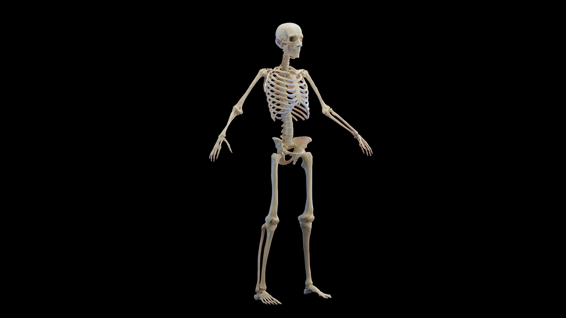 Human Male Body Skeleton and Organs Static 3D https://p.turbosquid.com/ts-thumb/4T/H8VRUv/ZW/male_tt_skeleton_02f/jpg/1680851903/1920x1080/turn_fit_q99/53b3f4151d826fe3063da61ffeb91c901c6a3740/male_tt_skeleton_02f-1.jpg