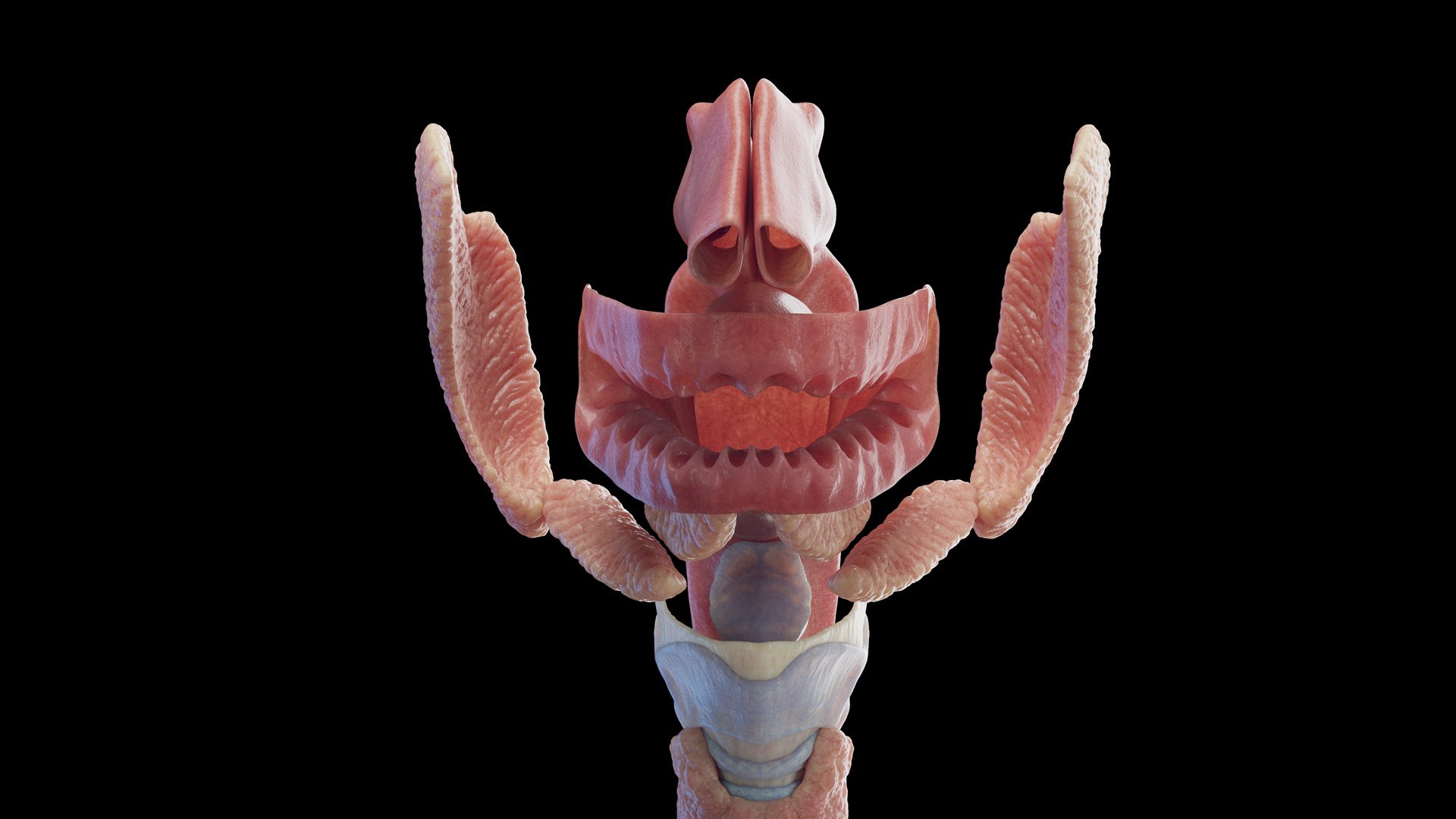 Human Male Body Skeleton and Organs Static 3D https://p.turbosquid.com/ts-thumb/4T/H8VRUv/a6/male_organs_b0001/jpg/1680852411/1920x1080/fit_q87/a01246cf79a5f0a382ecaf373358d05f3df4e0a5/male_organs_b0001.jpg
