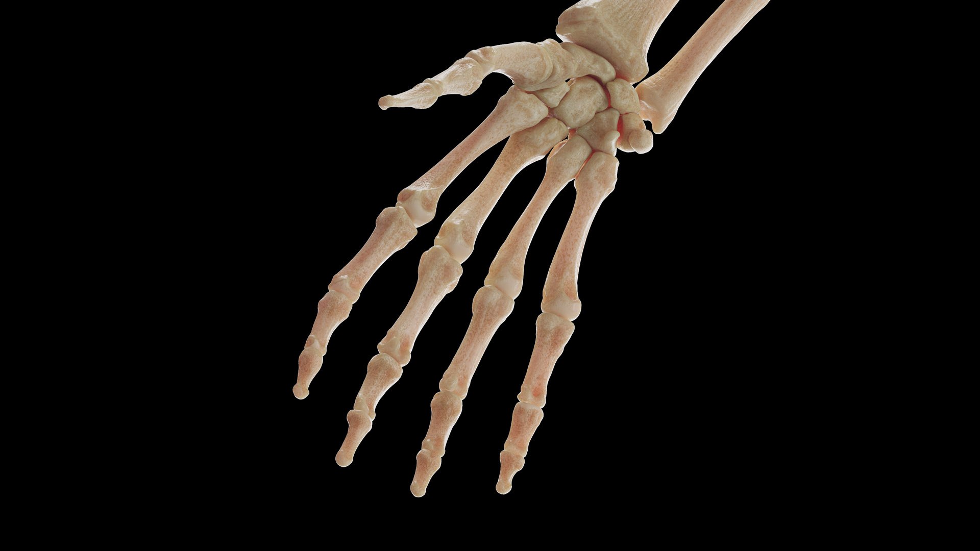 Human Male Body Skeleton and Organs Static 3D https://p.turbosquid.com/ts-thumb/4T/H8VRUv/v5/male_skeleton0009/jpg/1680852213/1920x1080/fit_q87/128260687d8ed3331ffc3fe822542f2e08a4b7a4/male_skeleton0009.jpg