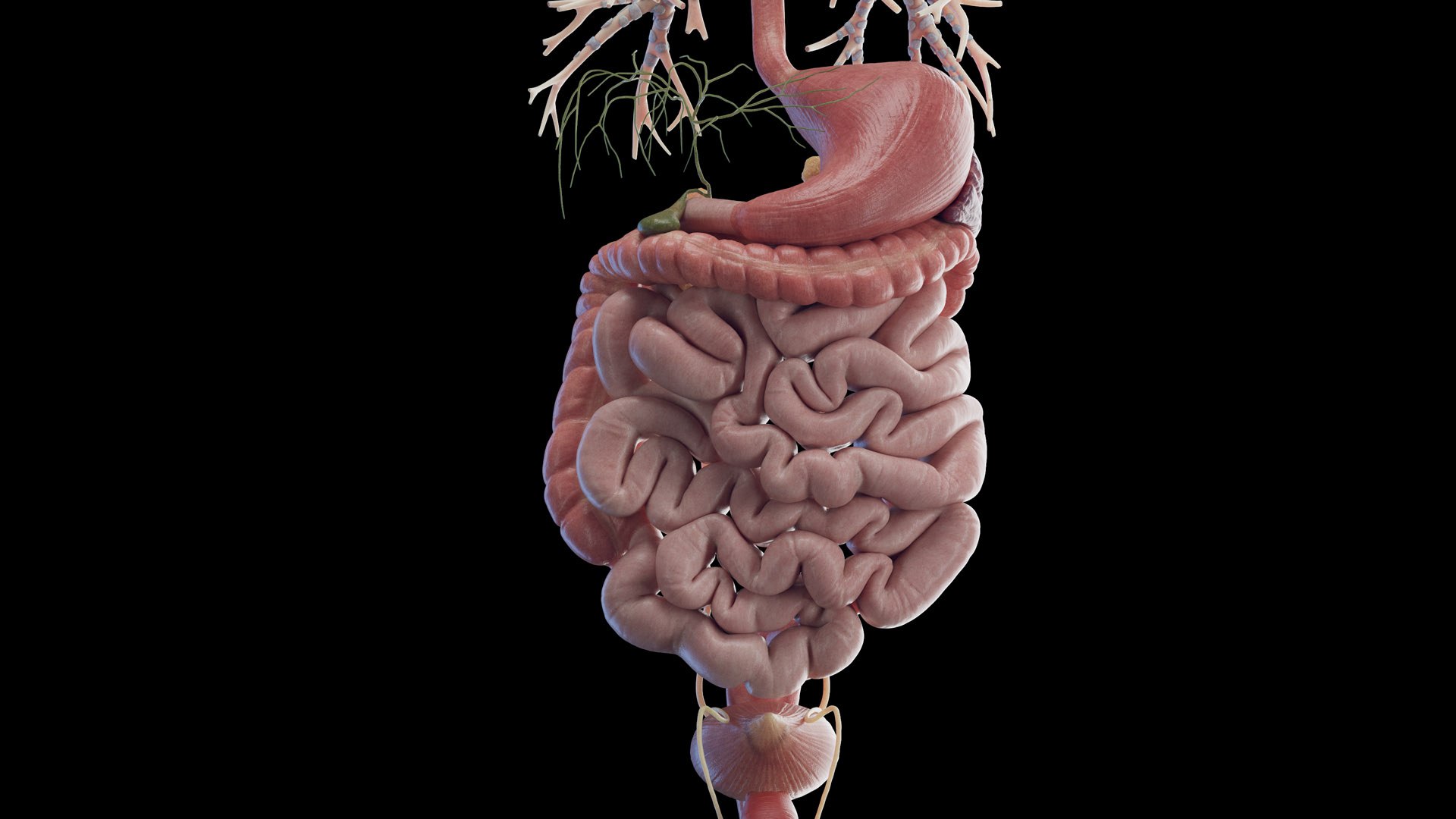 Human Male Body Skeleton and Organs Static 3D https://p.turbosquid.com/ts-thumb/4T/H8VRUv/yr/male_organs_b_cut0014/jpg/1680852409/1920x1080/fit_q87/aec2c9b3739d625ae93a60f8b15a9047fd92ba08/male_organs_b_cut0014.jpg