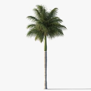 Palm Royal 08