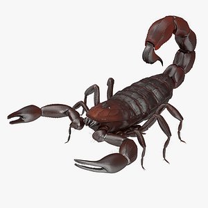 Scorpion