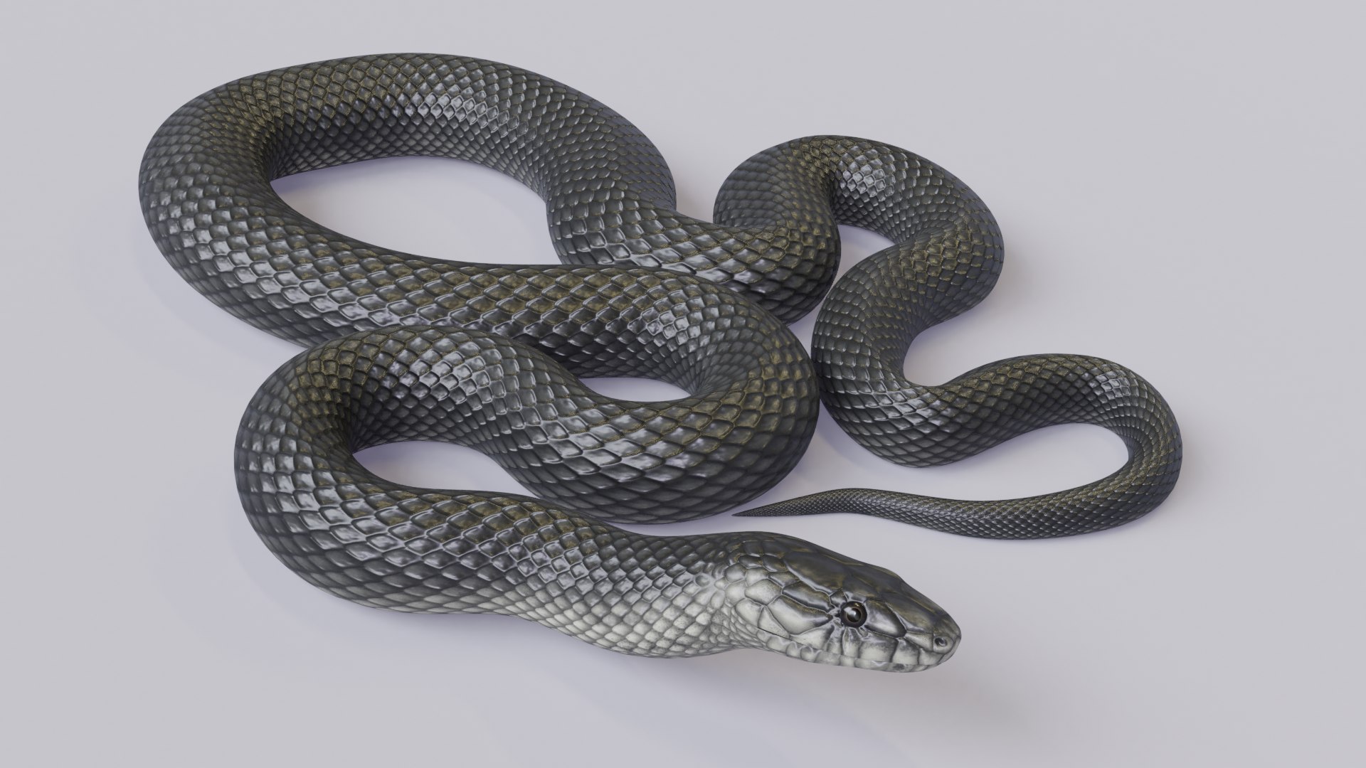 Black Mamba - Rigged 3D model https://p.turbosquid.com/ts-thumb/4T/SB7VJW/KE/blackmamba_03/png/1625061901/1920x1080/fit_q87/c86b2983df68d3f639f600592b58edb407cf9874/blackmamba_03.jpg