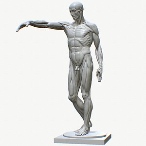 Classic Houdon Anatomical Ecorche 3D