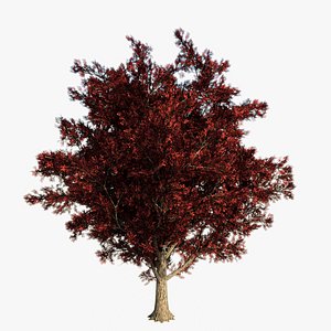 real red maple tree 3d max