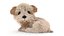 Animated Maltipoo Dog Puppy Polygonal Fur