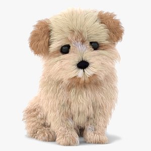 Animated Maltipoo Dog Puppy Polygonal Fur