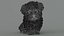 Animated Maltipoo Dog Puppy Polygonal Fur