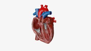 3D Heart anatomy Cutaway