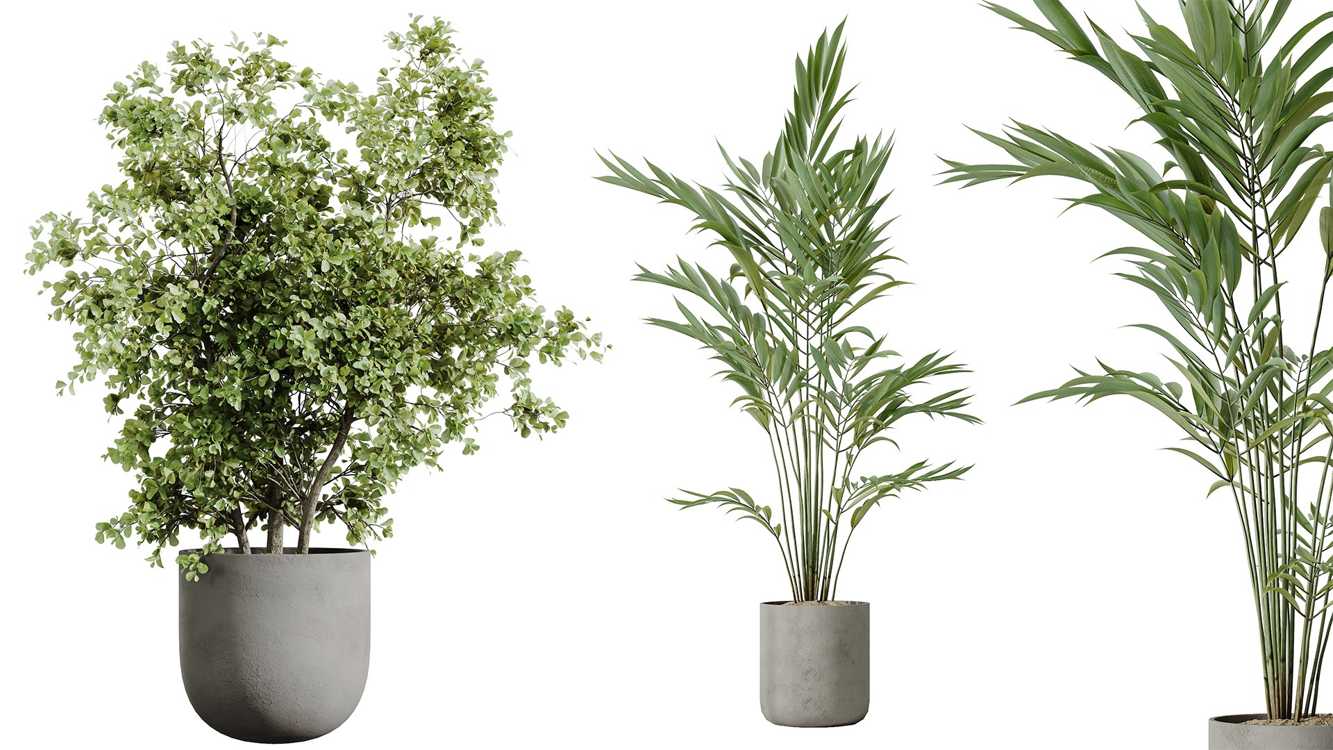AV Indoor plants set 188 Mission Kalamata Leccino Arbequina Olive and Ficus Cyathistipula and Mounta 3D model https://p.turbosquid.com/ts-thumb/4T/u7YJvF/9n/02/png/1740391033/1920x1080/fit_q87/a04f88df7874d01130250a613c072dd954b25a1c/02.jpg