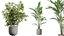 AV Indoor plants set 188 Mission Kalamata Leccino Arbequina Olive and Ficus Cyathistipula and Mounta