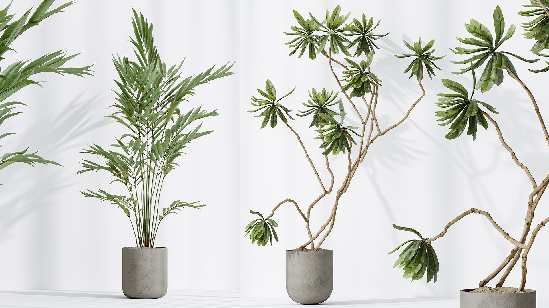 AV Indoor plants set 188 Mission Kalamata Leccino Arbequina Olive and Ficus Cyathistipula and Mounta 3D model https://p.turbosquid.com/ts-thumb/4T/u7YJvF/Ji/05/png/1740391035/1920x1080/fit_q87/520c94278534f4da453ee8e0e61fef22a5329eed/05.jpg