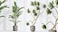 AV Indoor plants set 188 Mission Kalamata Leccino Arbequina Olive and Ficus Cyathistipula and Mounta